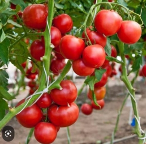 Томат Малиновый коктейль