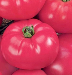 Томат Малиновый король