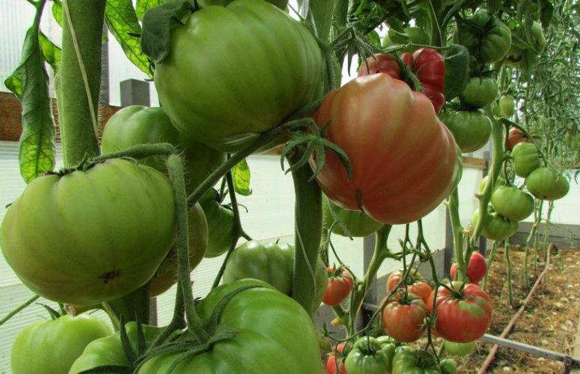 Томат Малиновый натиск 3