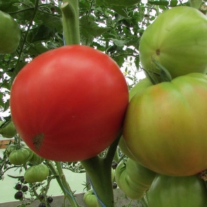 Томат Малиновый натиск