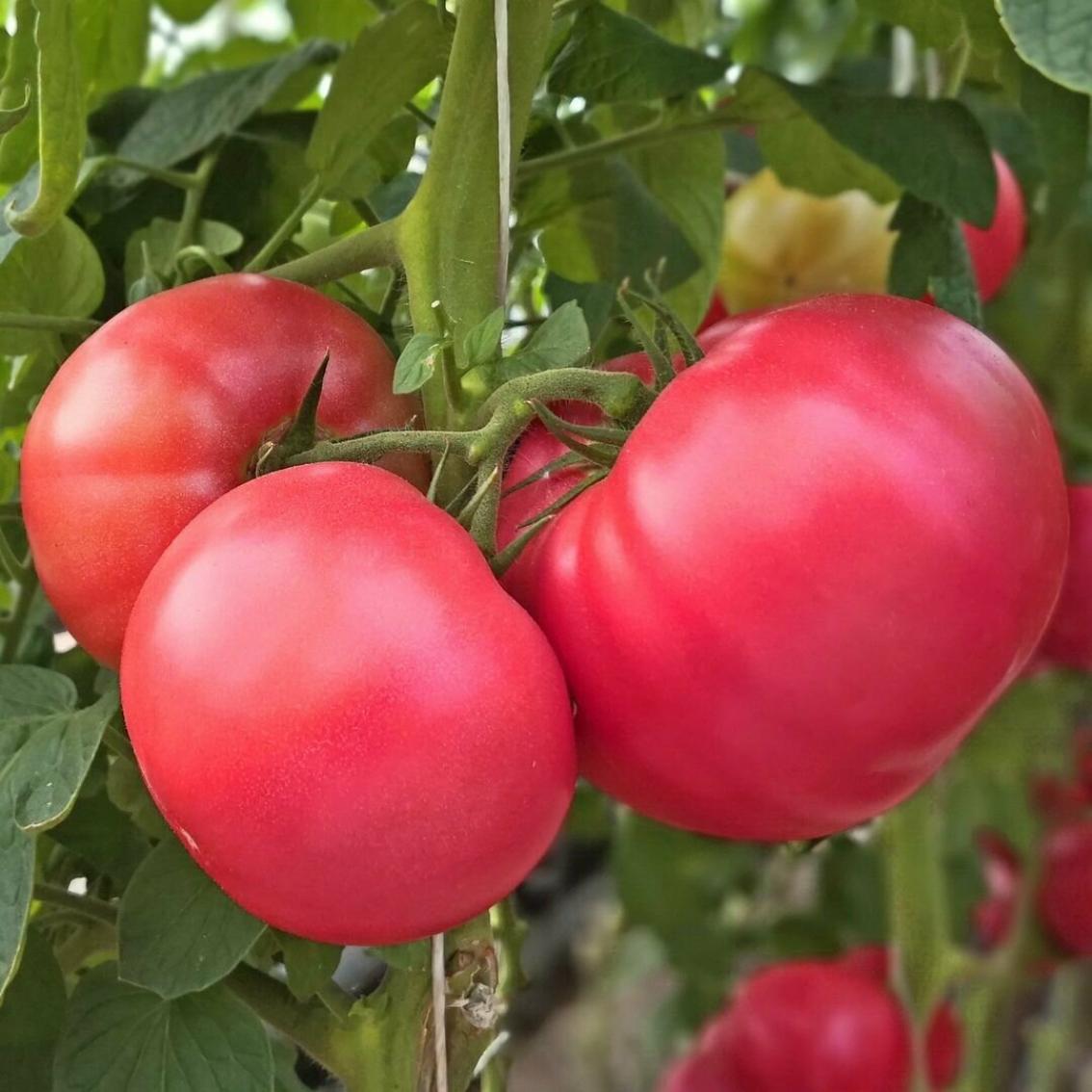 Томат Малиновый ранний