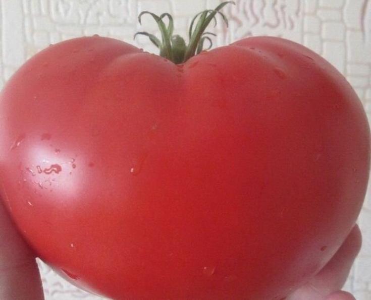 Томат Малиновый рассвет 2