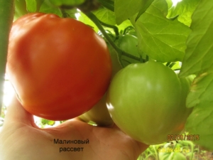 Томат Малиновый рассвет