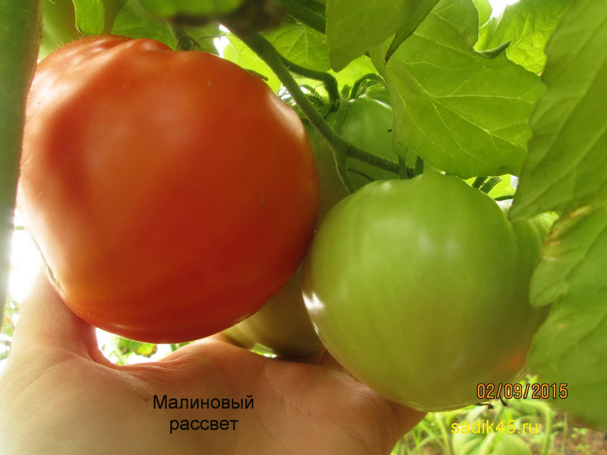 Томат Малиновый рассвет