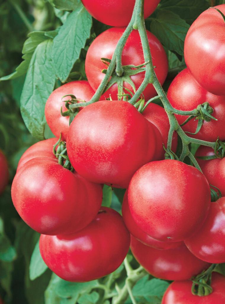 Томат Малиновый цвет 3