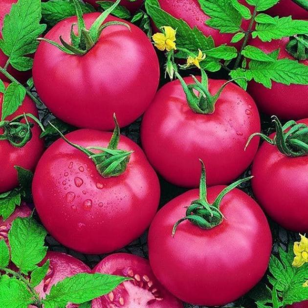 Томат Малиновый цвет