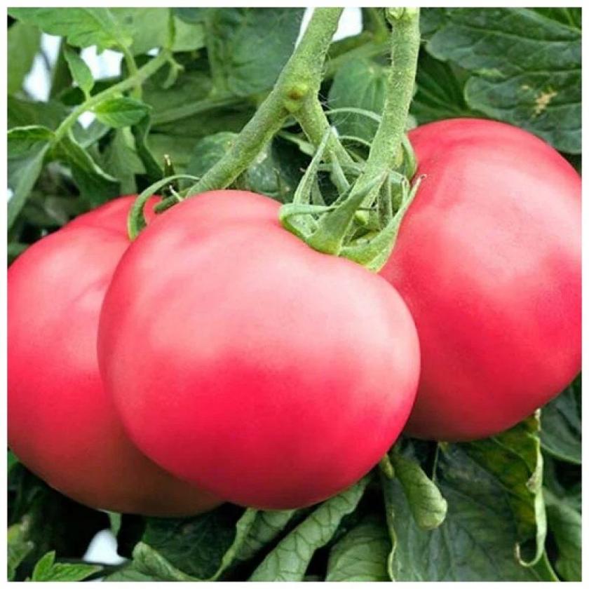 Томат Малиновый закат 2