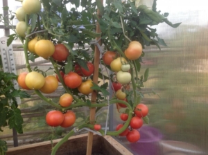 Томат Малиновый закат