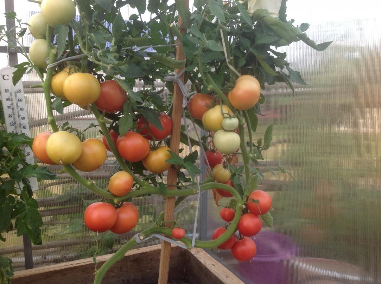 Томат Малиновый закат