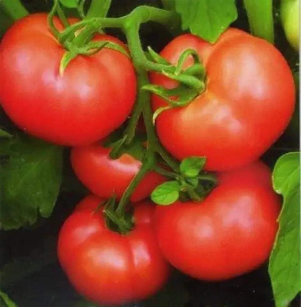 Томат Мамула 3
