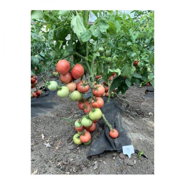 Томат Мамула 4