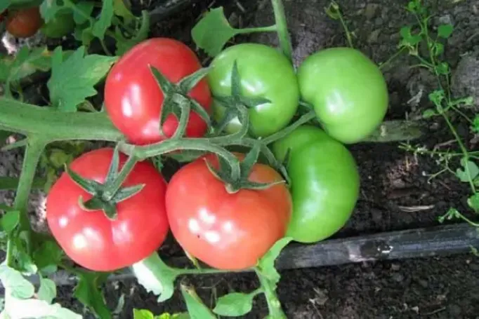 Томат Мамула 2