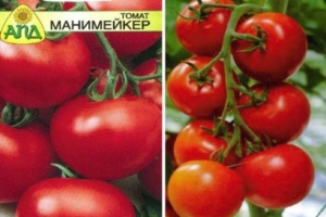 Томат Манимейкер