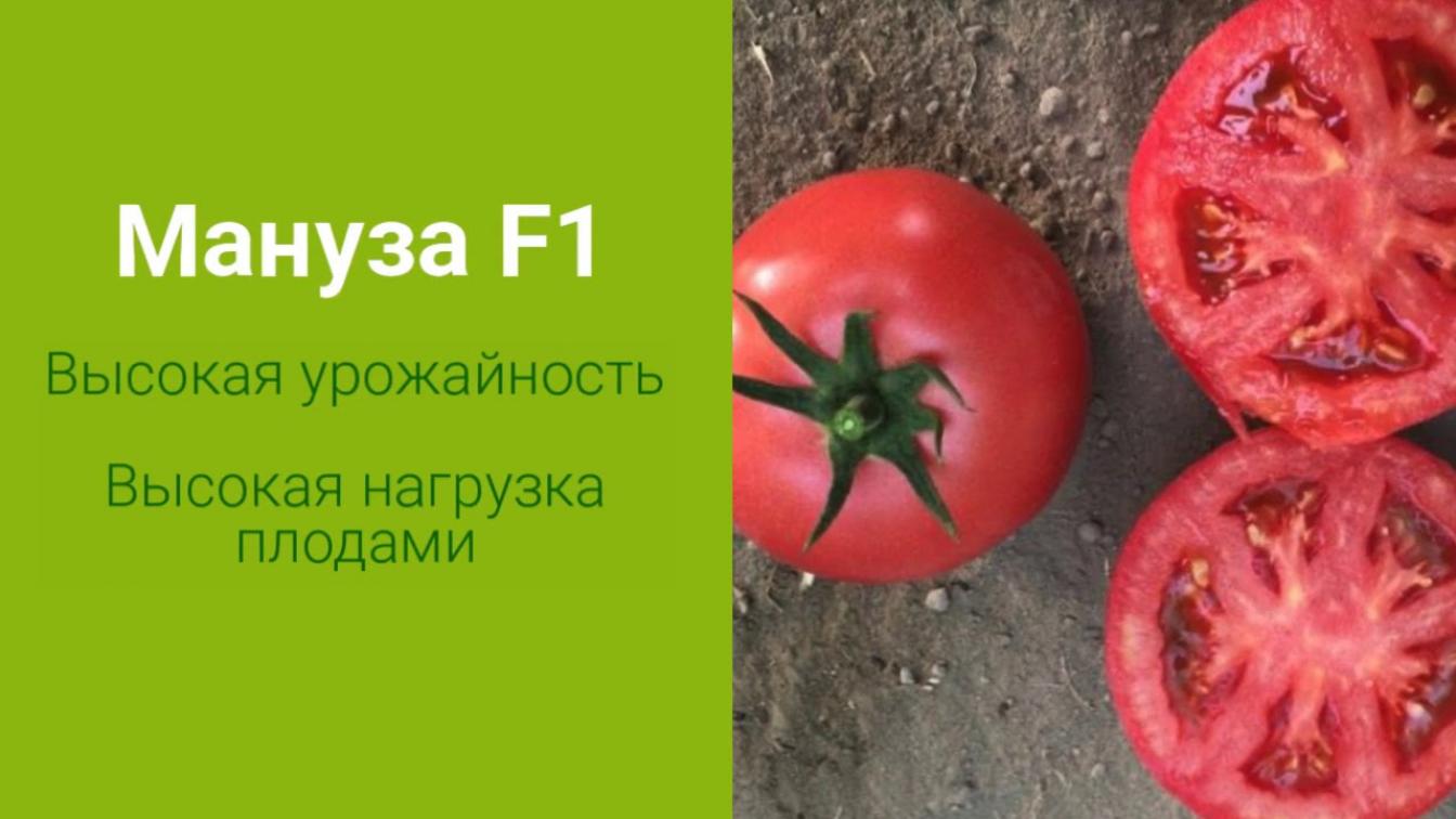 Томат Мануза 7