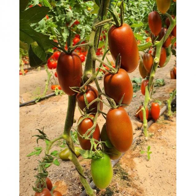 Томат Мар Саба 3