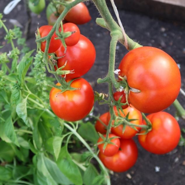 Томат Марглоб