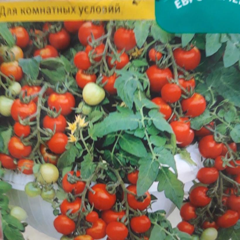 Томат Маскотка 2