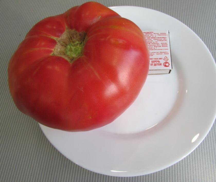 Томат Мастодонт 2
