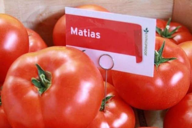 Томат Матиас 4