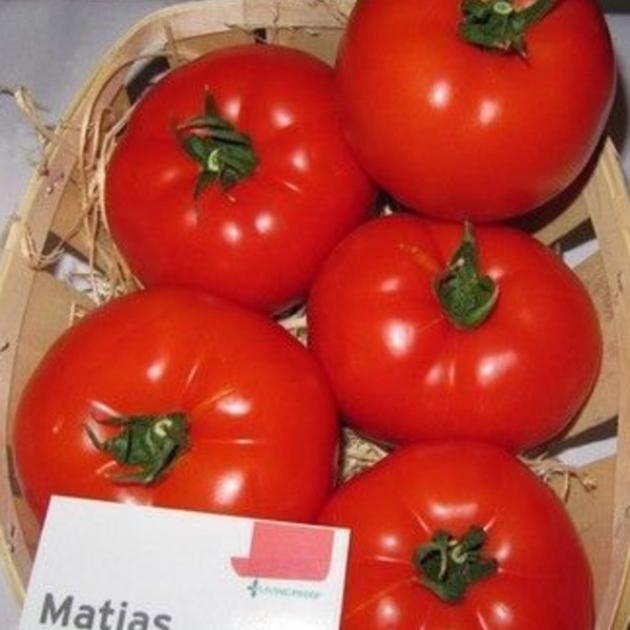Томат Матиас