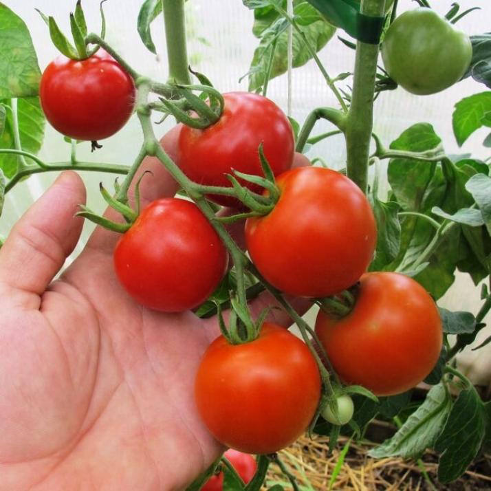 Томат Матина 2