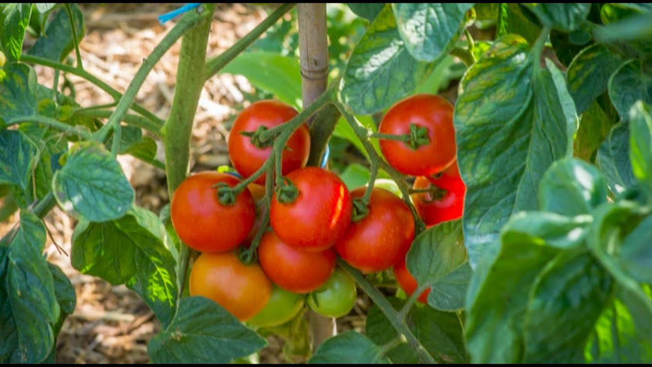 Томат Матина 3