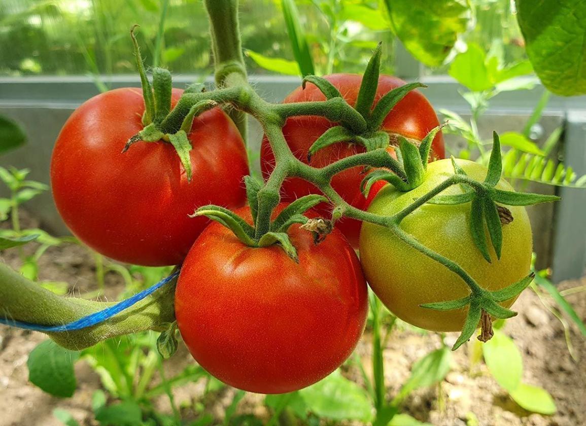 Томат Матина 4