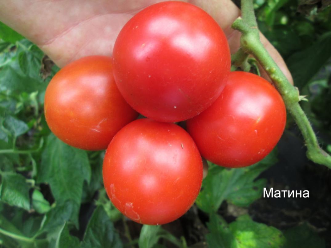 Томат Матина