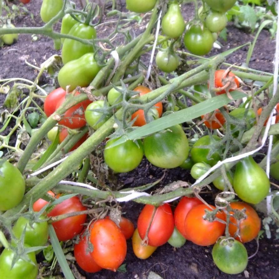 Томат Матрешка 2