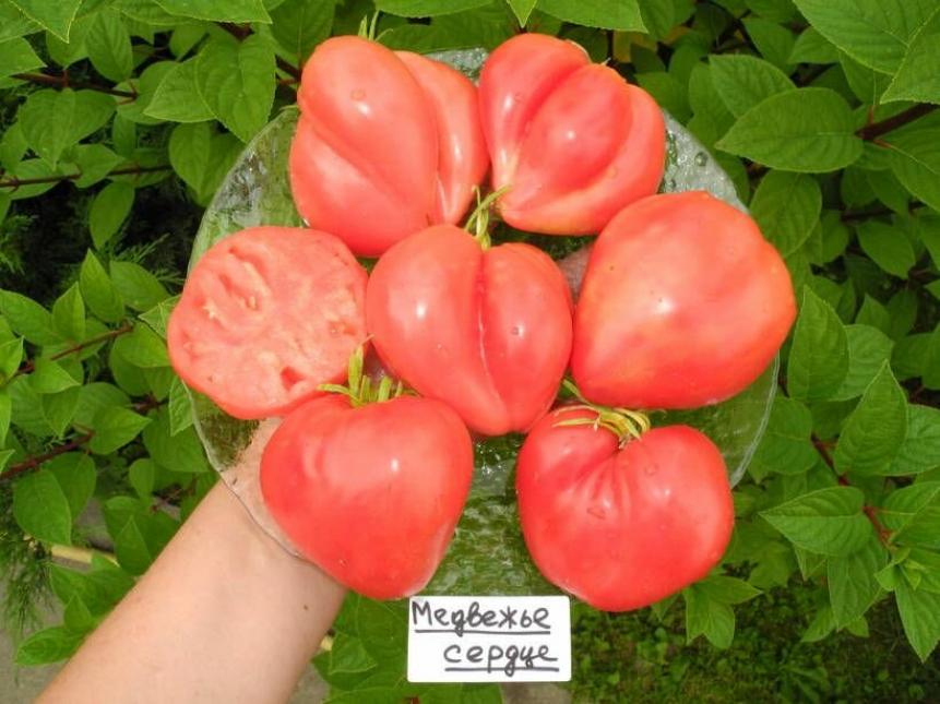 Томат Медвежье сердце 2