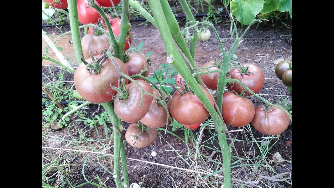 Томат Медвежий Ручей 2