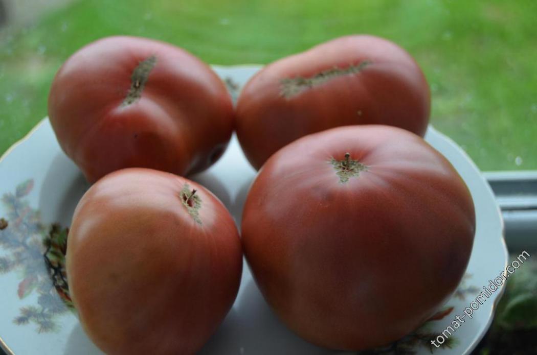 Томат Медвежий Ручей 3