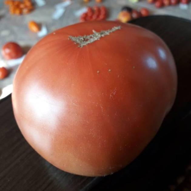 Томат Медвежий Ручей 4