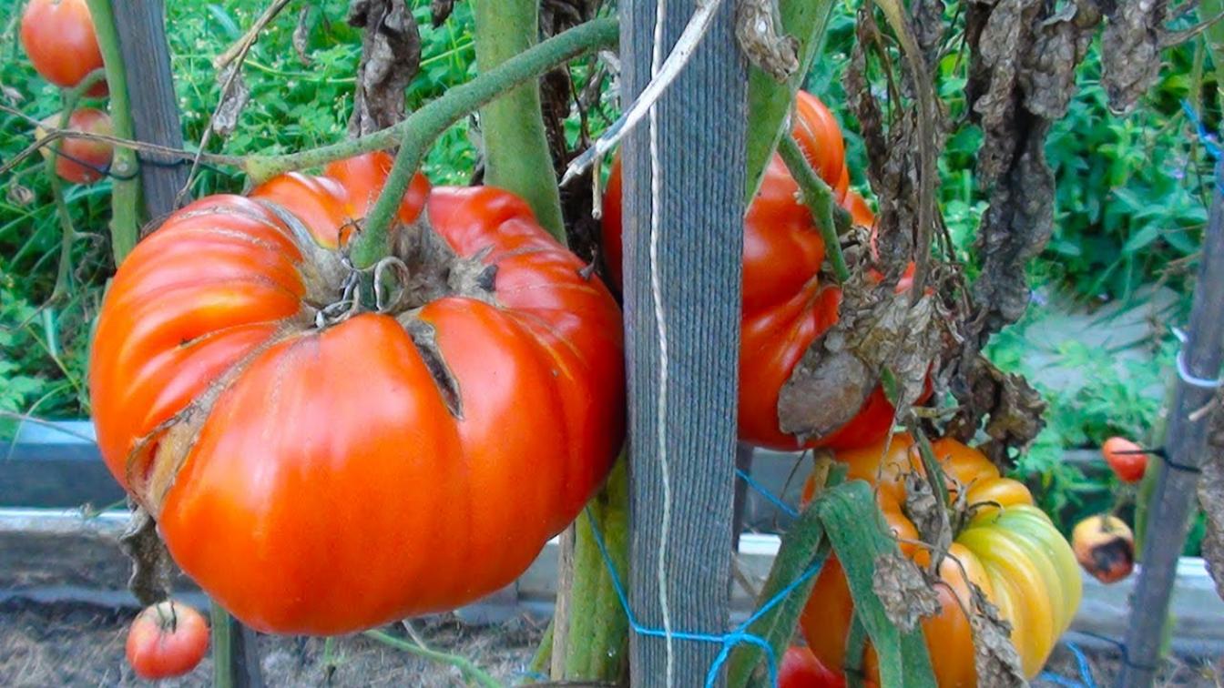 Томат Мега Марв 4