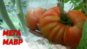 Томат Мега Марв