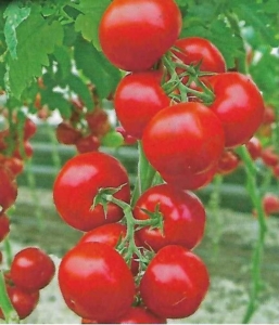 Томат Метрополь