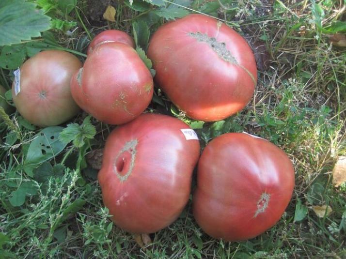 Томат Мглистая роза Дана 2