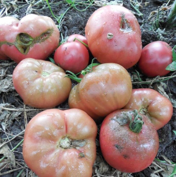 Томат Мглистая роза Дана 3