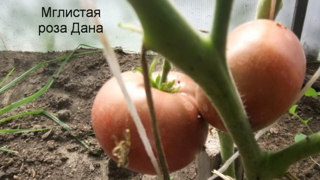 Томат Мглистая роза Дана 4