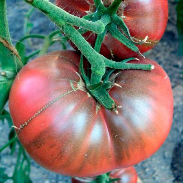 Томат Мглистая роза Дана 5