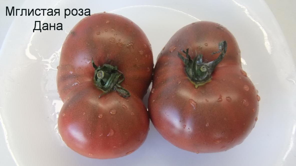 Томат Мглистая роза Дана