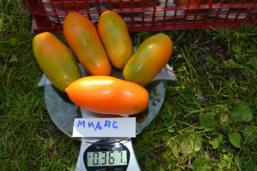 Томат Мидас 2