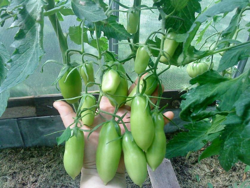 Томат Мидас 3