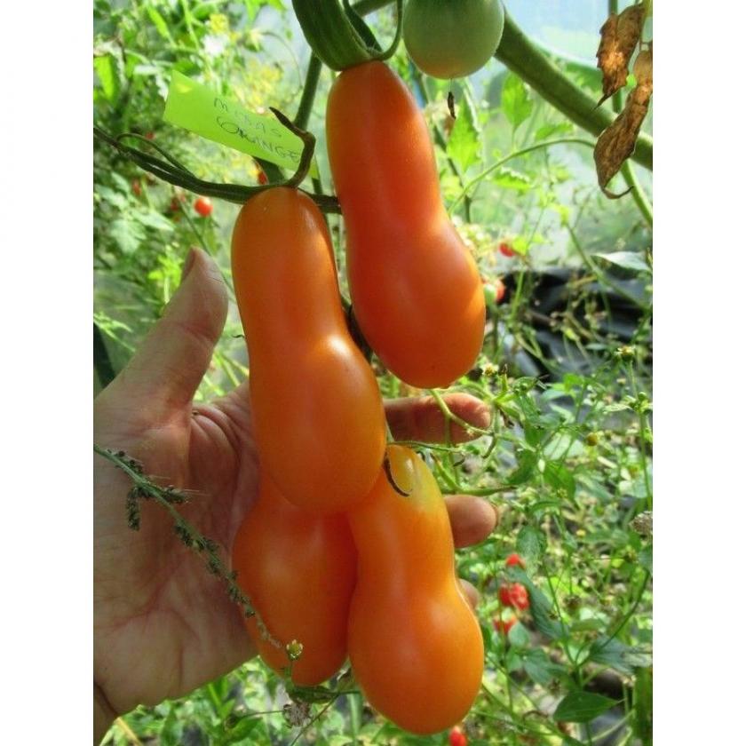 Томат Мидас