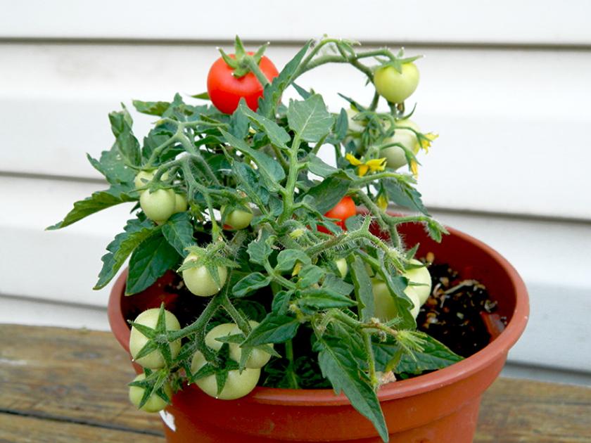 Томат Микро Том 2