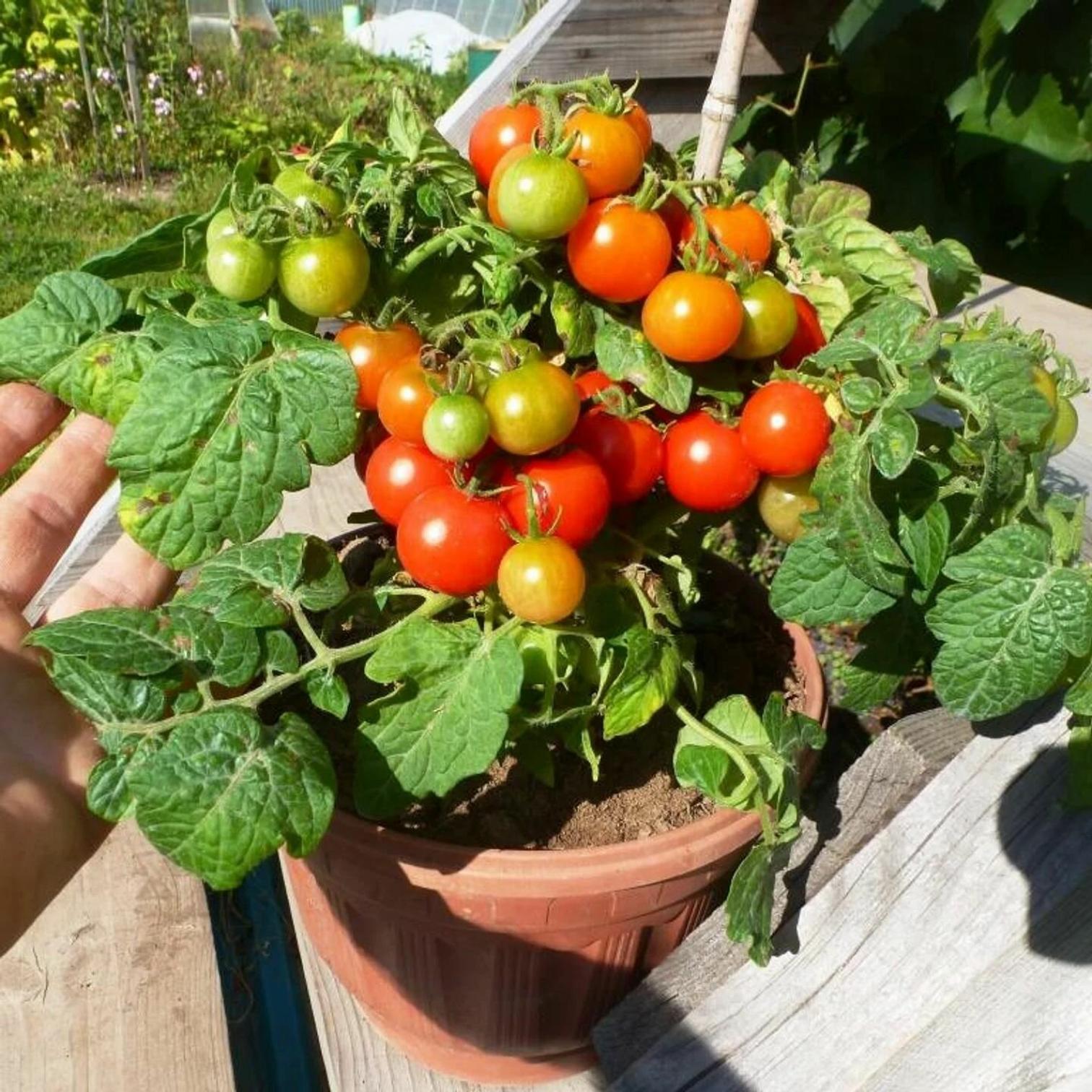 Томат Микро Том 3