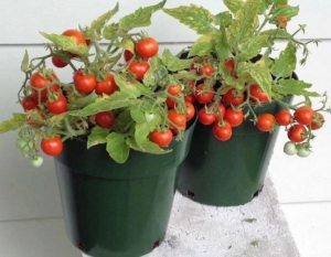 Томат Микро Том