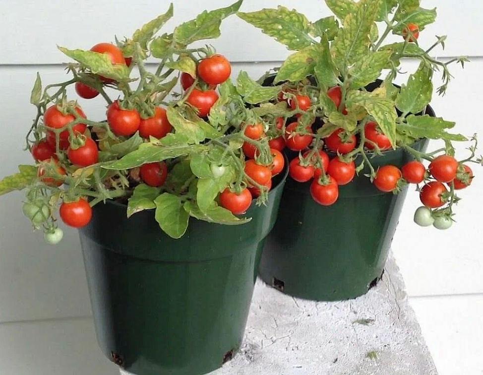 Томат Микро Том