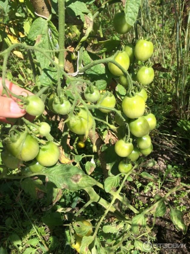 Томат Минигольд