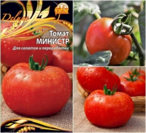 Томат Министр